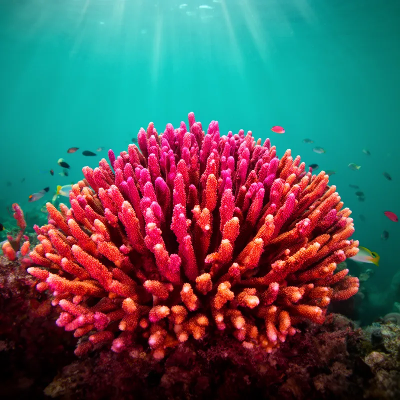 coral