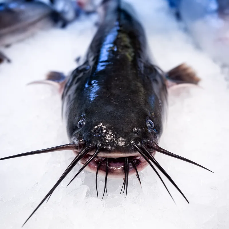 catfish
