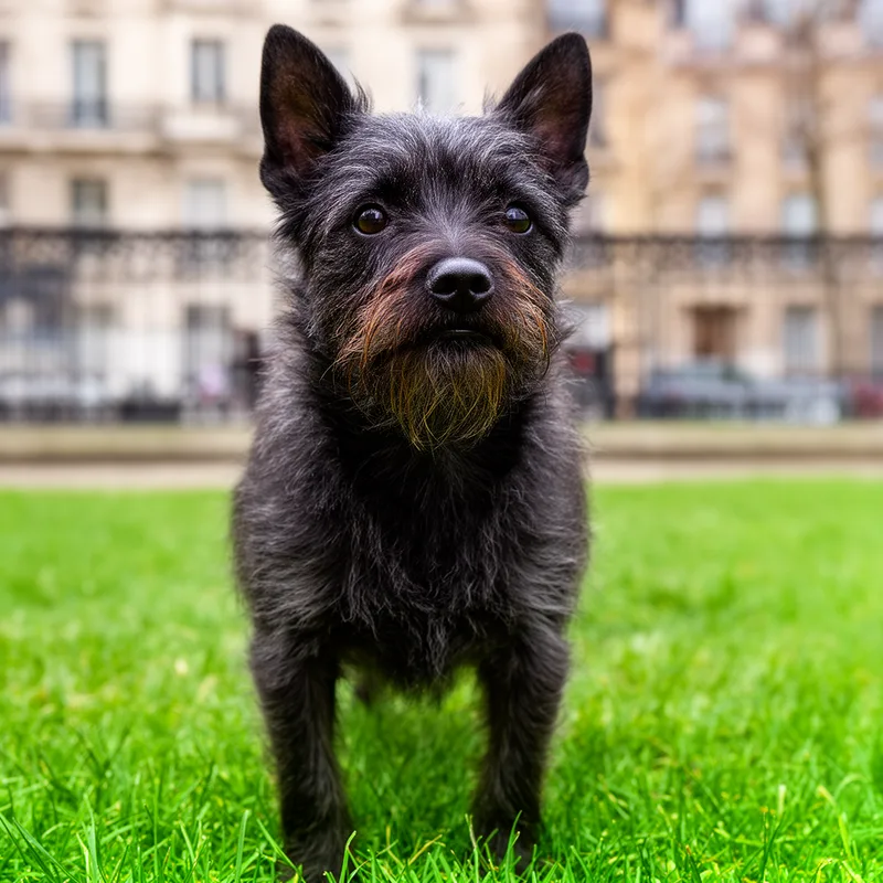 monkey dog