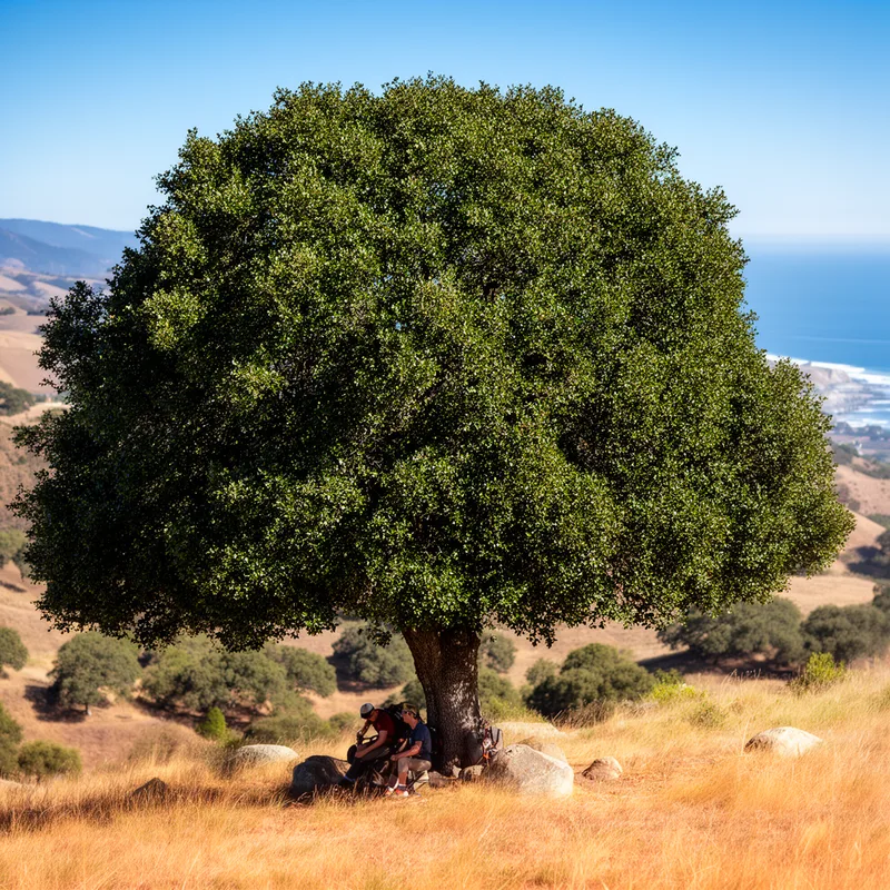 coast live oak