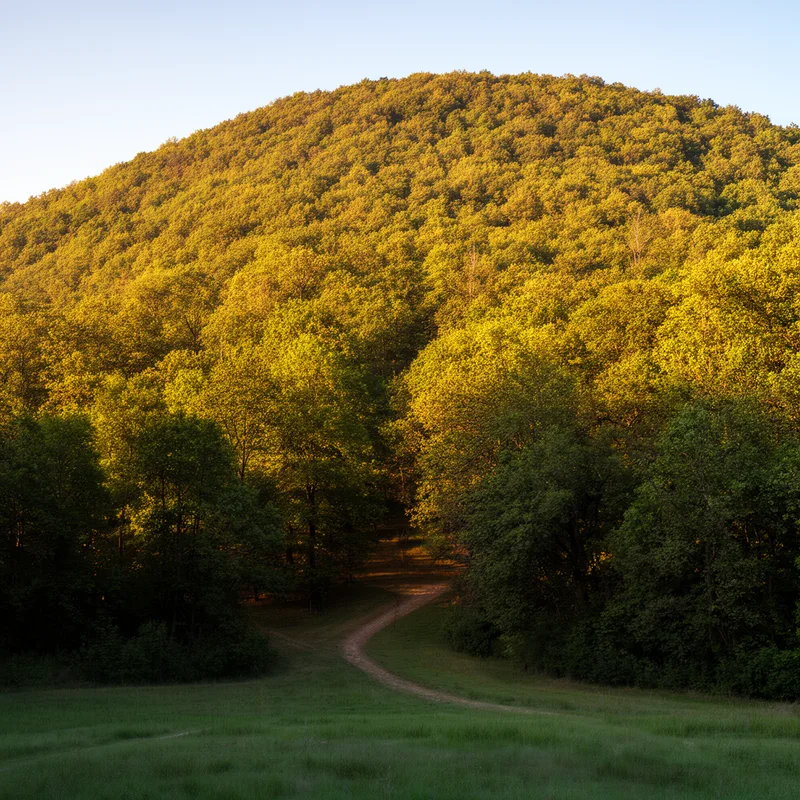 arbory