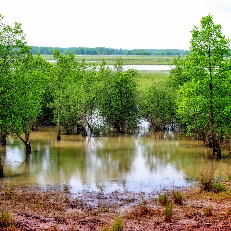 swampland