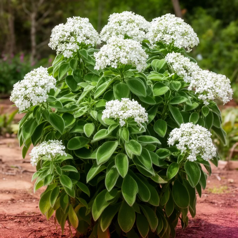 Sparmannia africana