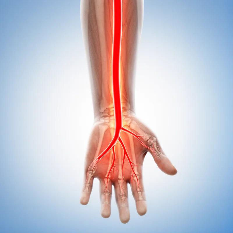 ulnar artery