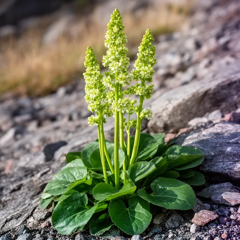poker alumroot