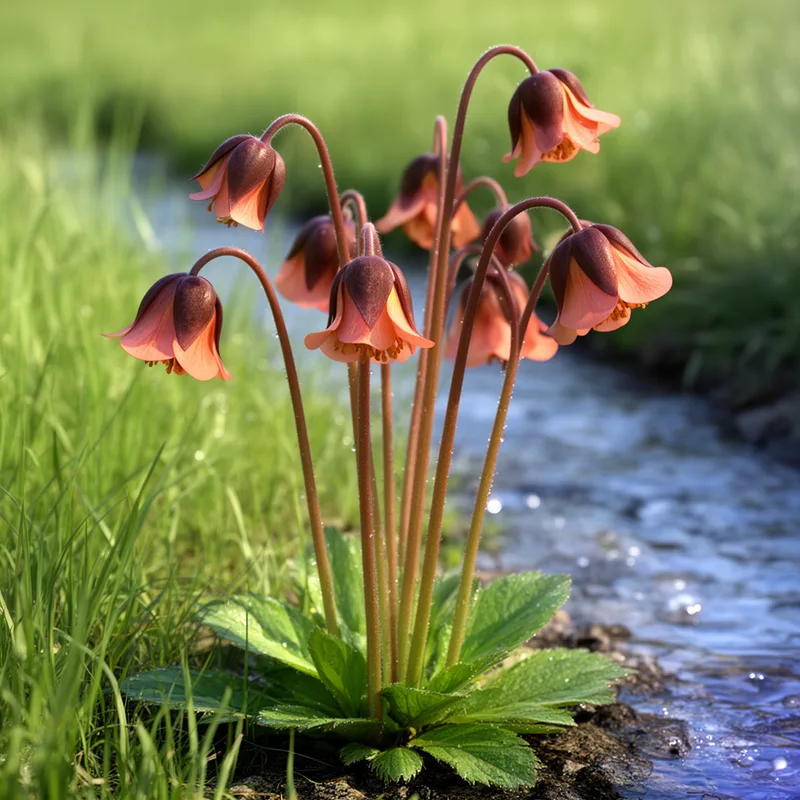Geum rivale