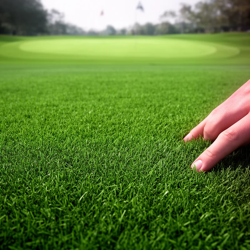 velvet bent grass
