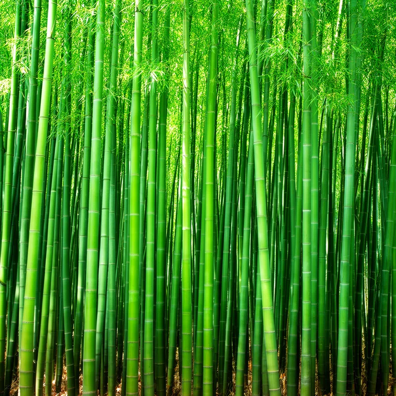 densely
