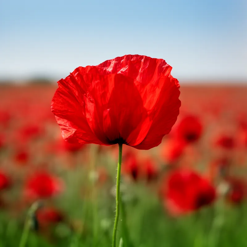 coquelicot