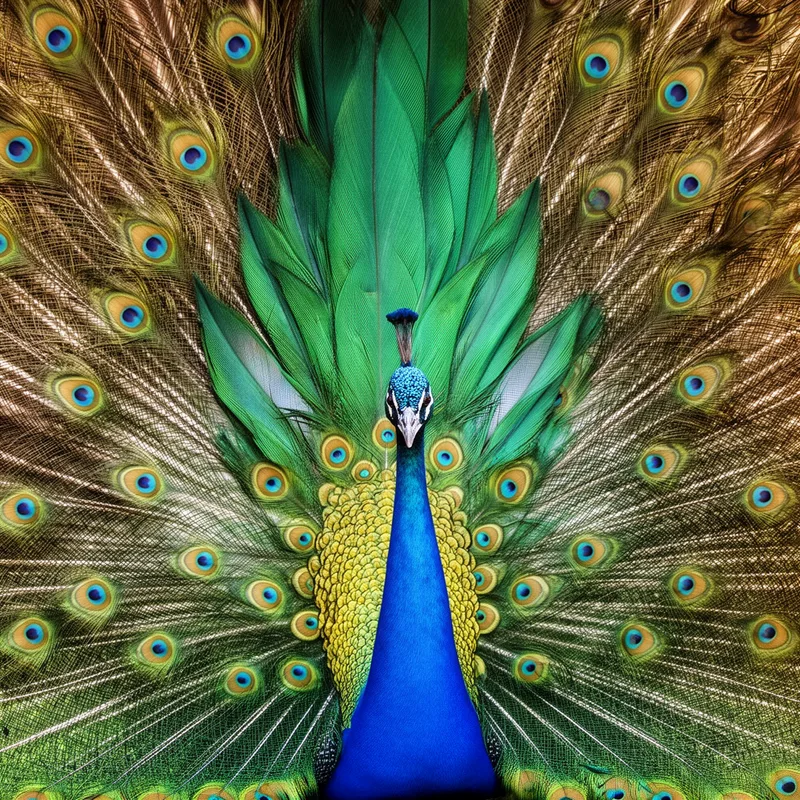 plumage