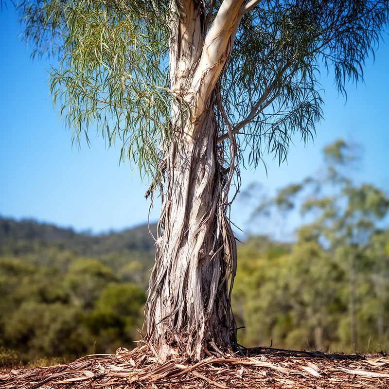 thin-leaved stringybark