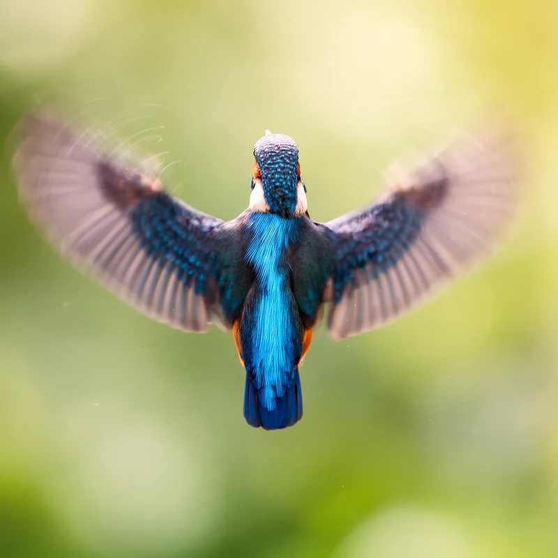 flap