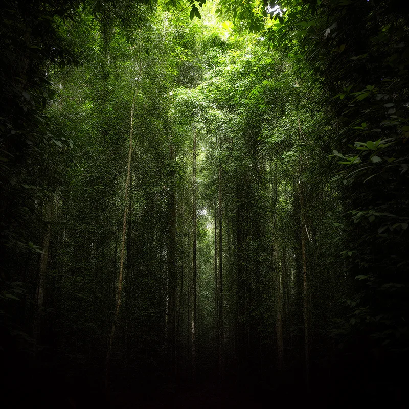 dense