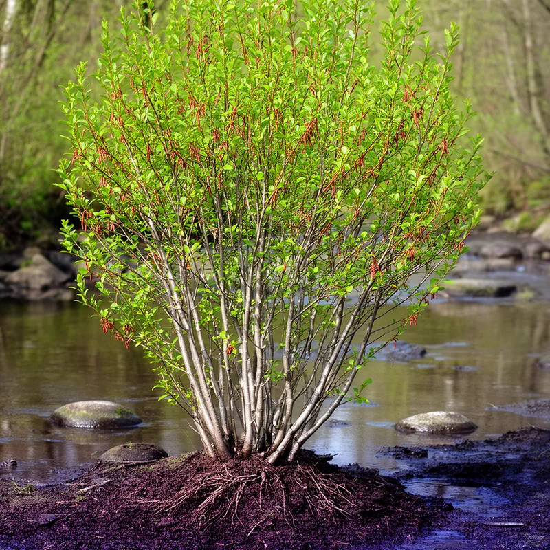 smooth alder