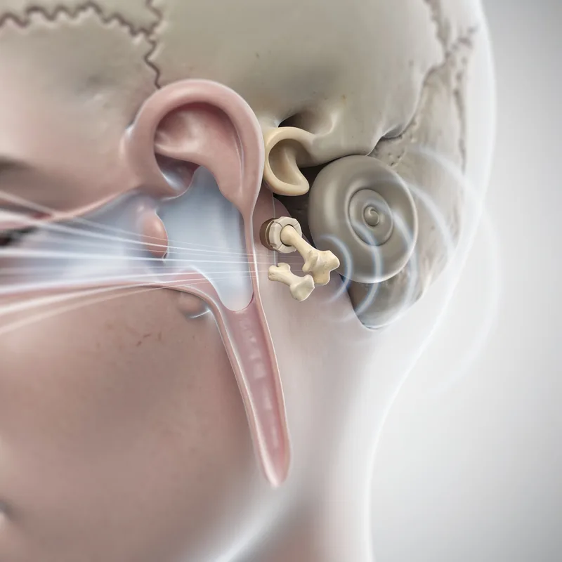 middle ear