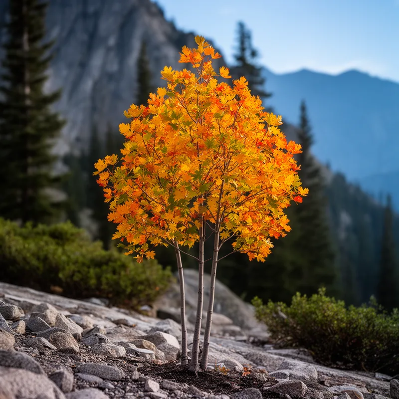 Acer glabrum