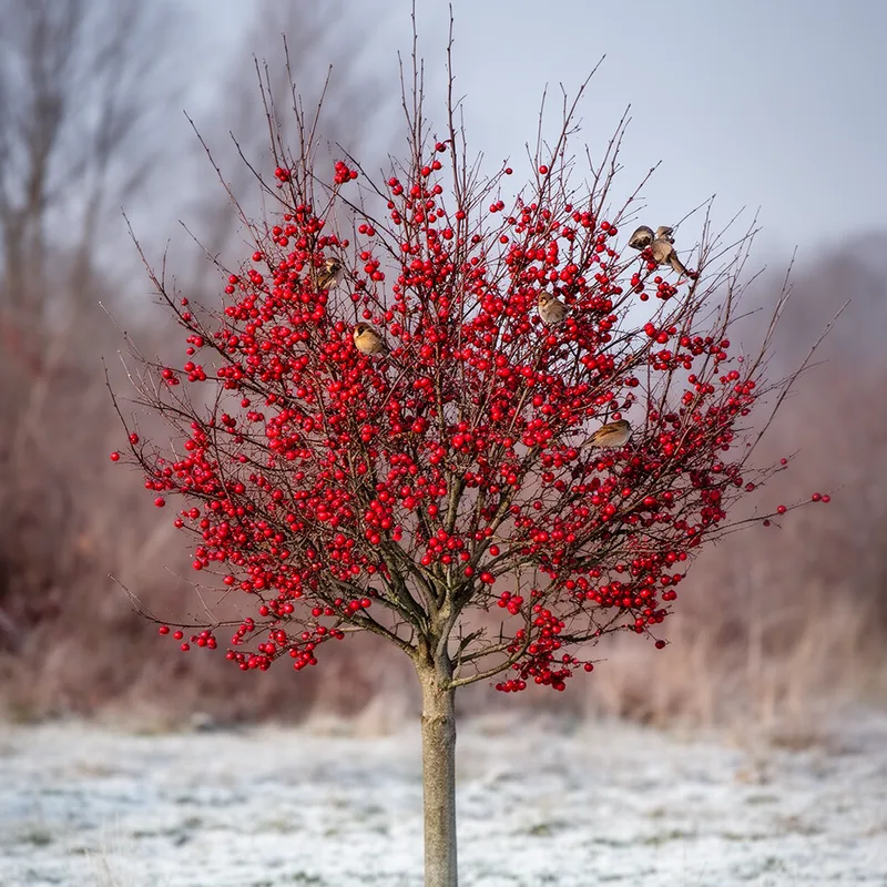 Ilex decidua