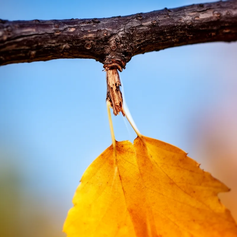 to detach