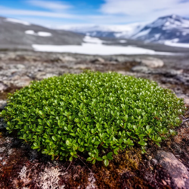 bearberry willow
