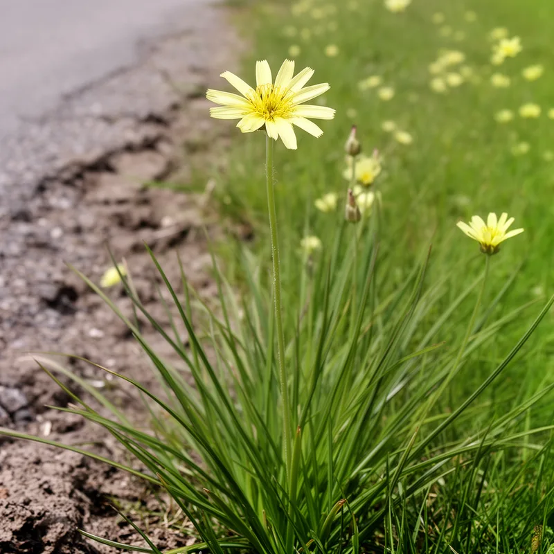 yellow salsify