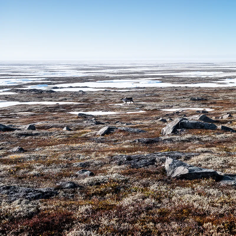 tundra