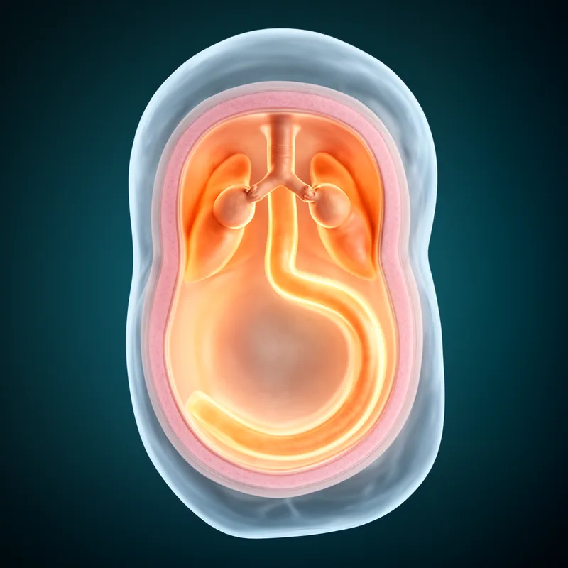 endoblast