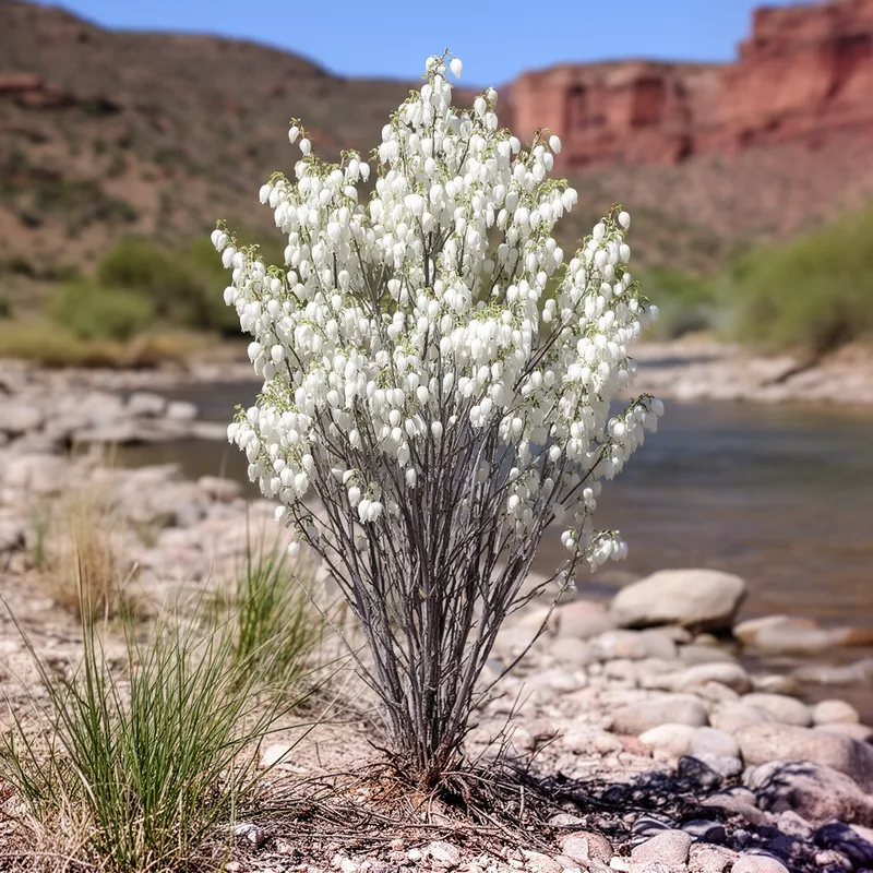 Texas snowbell