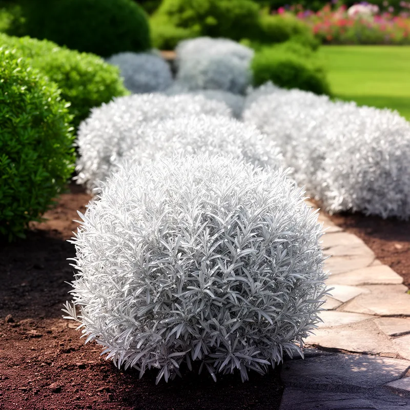 silverbush
