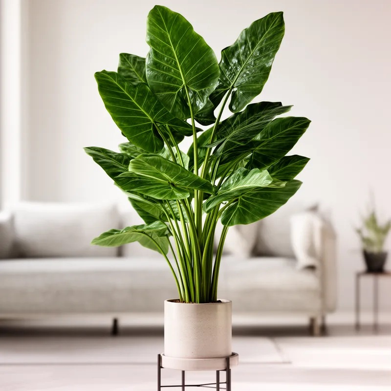alocasia
