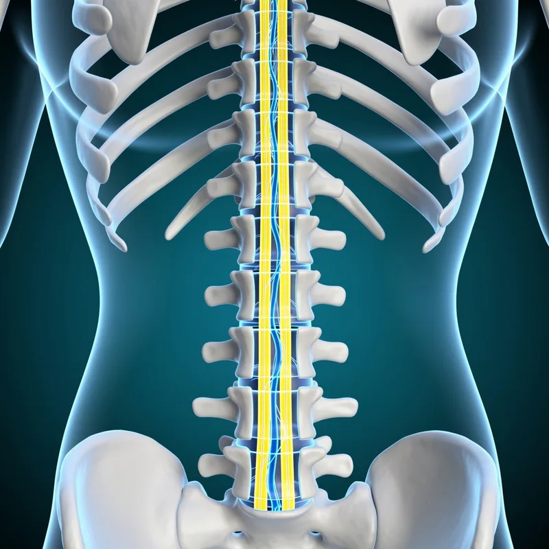 spinal