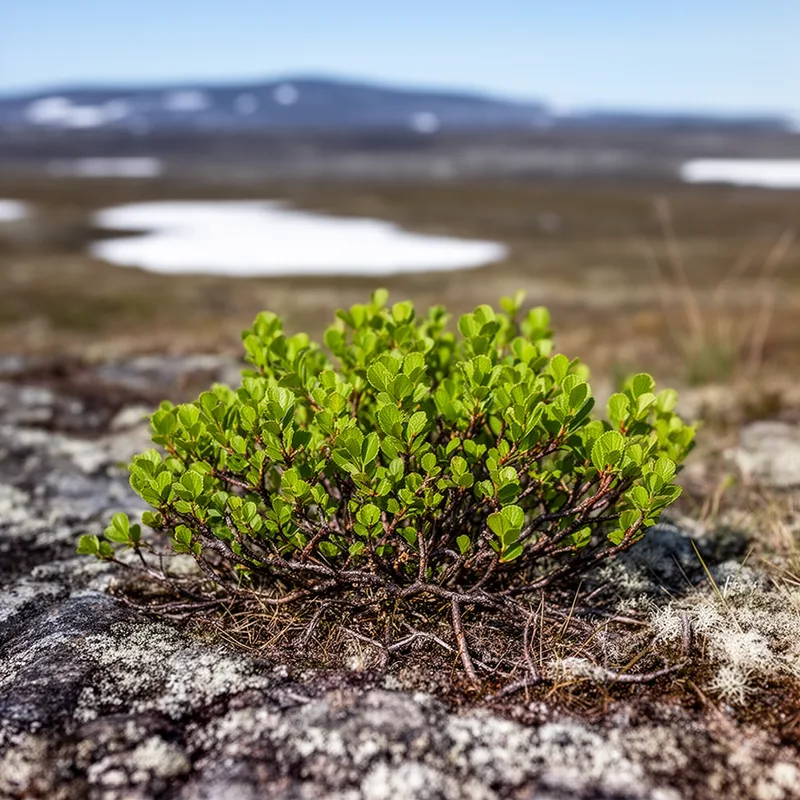 Newfoundland dwarf birch
