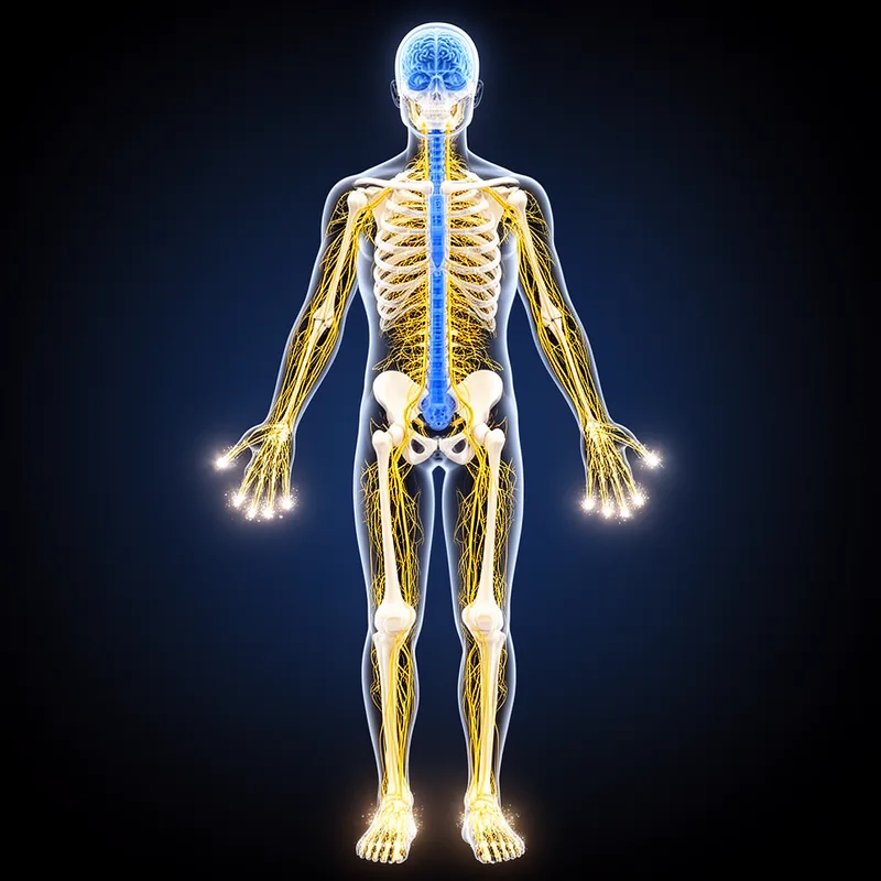 peripheral nervous system