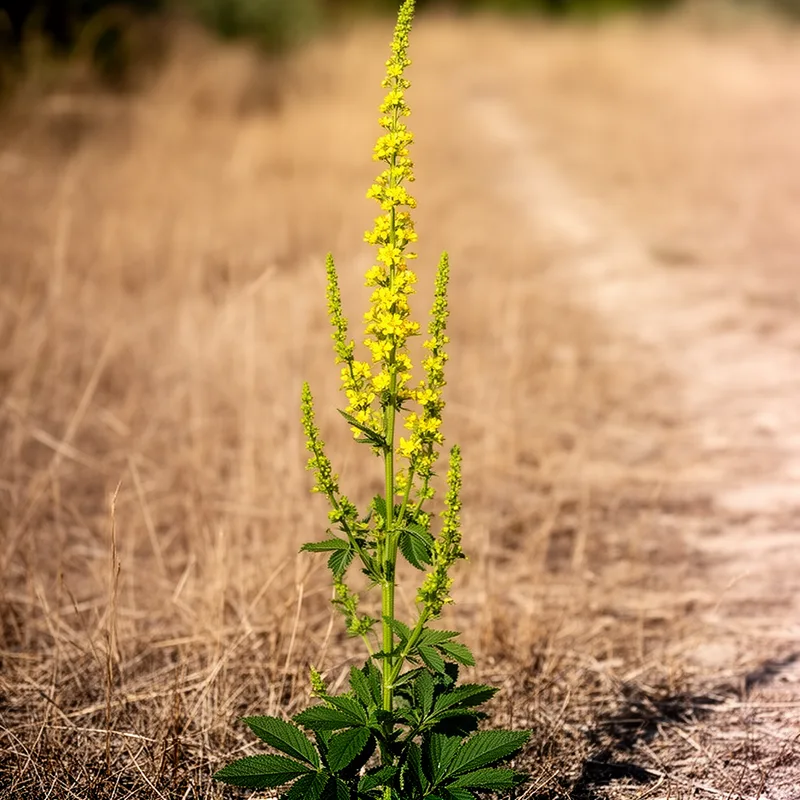 Agrimonia eupatoria