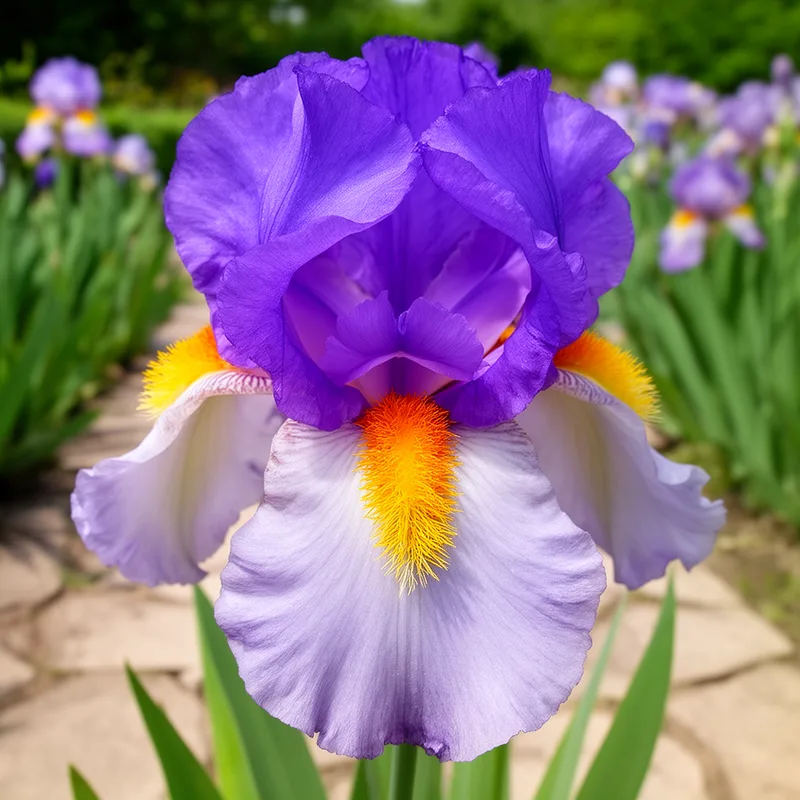bearded iris