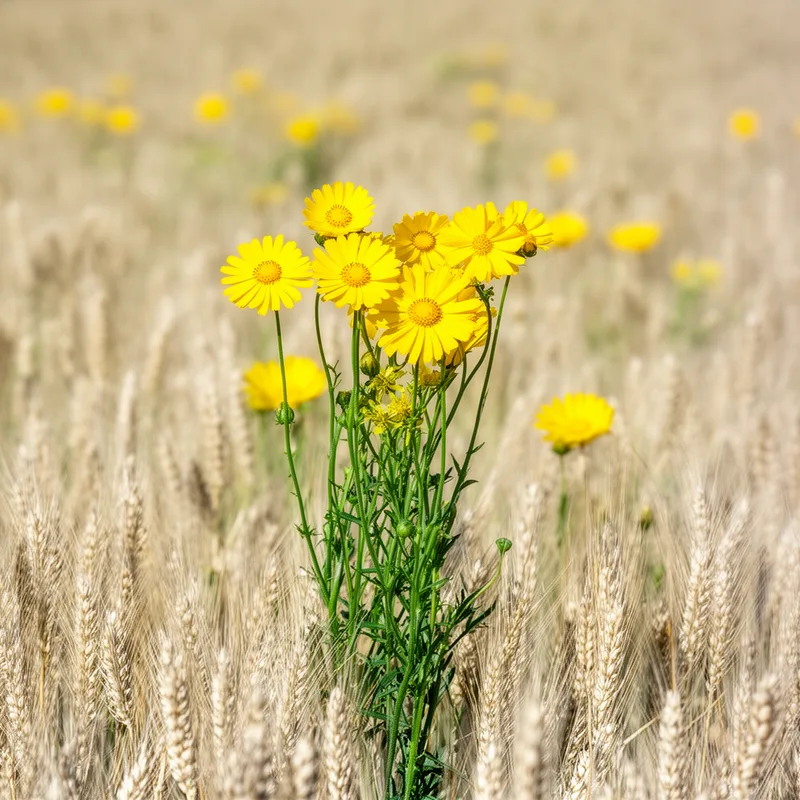 corn marigold