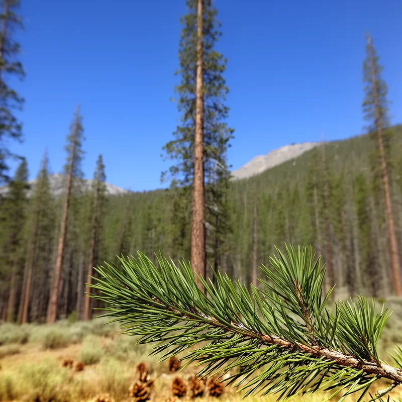 lodgepole