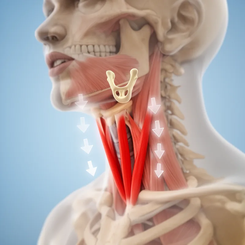 infrahyoid