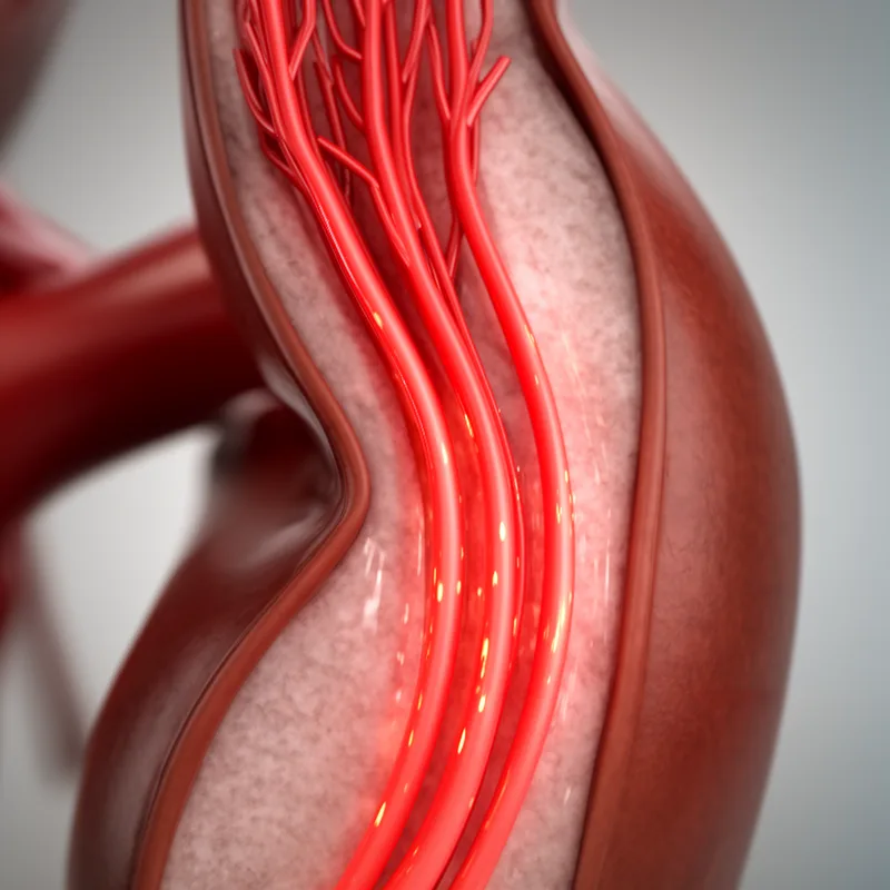 arcuate artery of the kidney