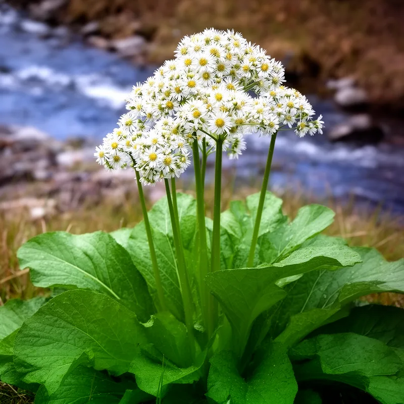 Petasites sagittatus