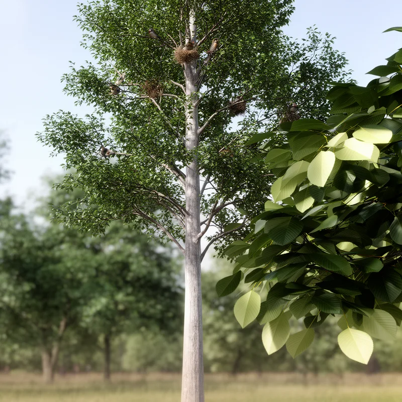 European ash