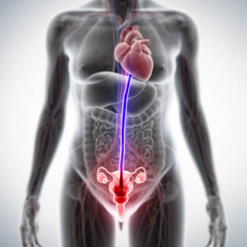 ovarian vein