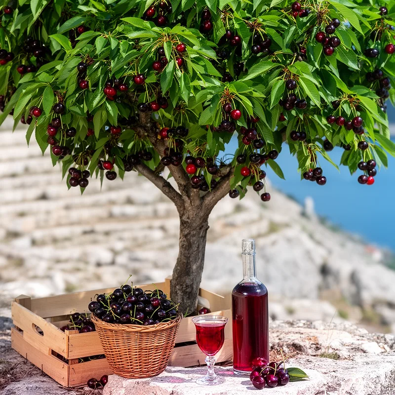 maraschino cherry