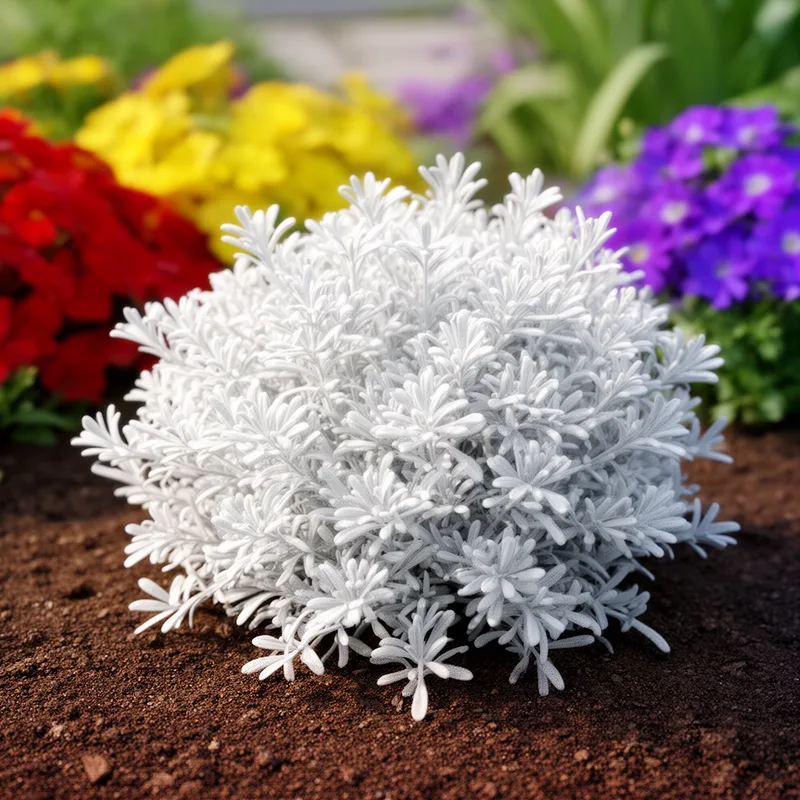 Cineraria maritima