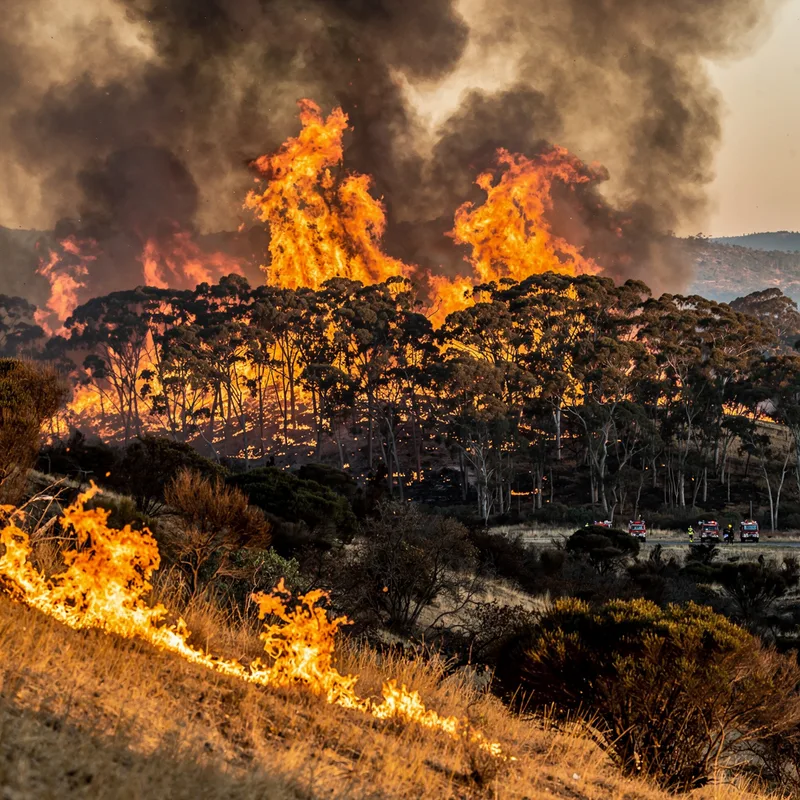 bushfire