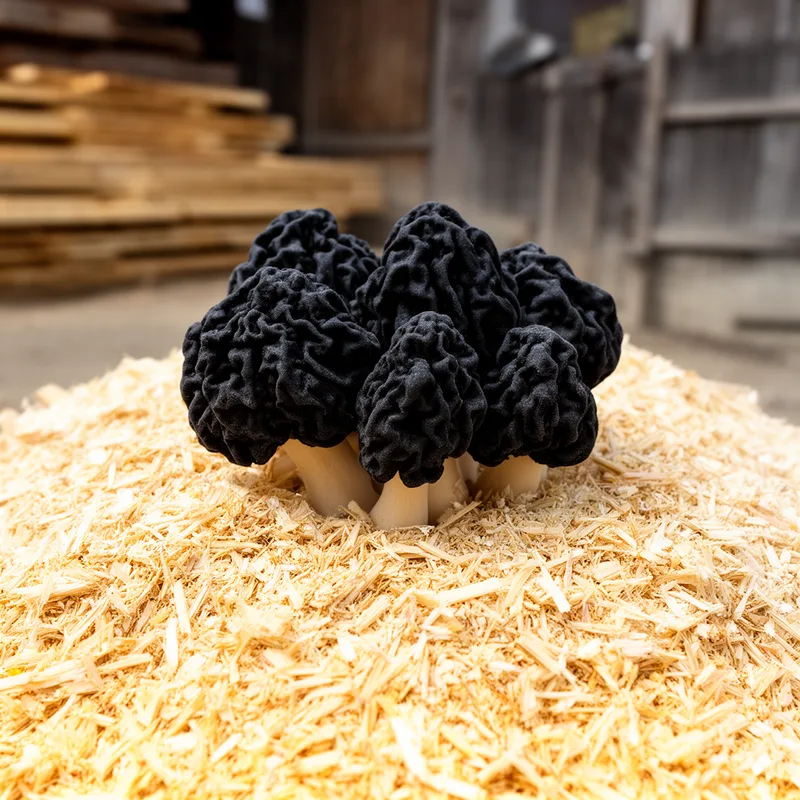 sawdust mushroom