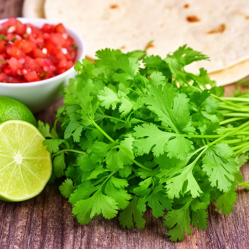 cilantro