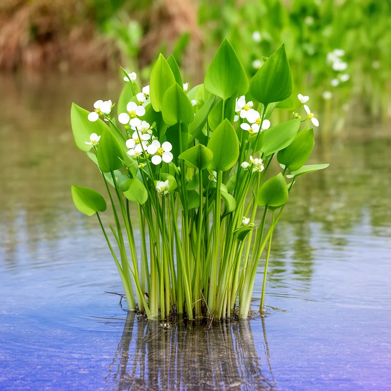 genus Sagittaria