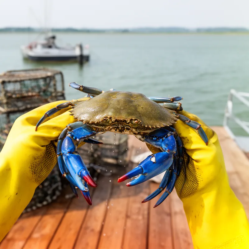 Callinectes sapidus