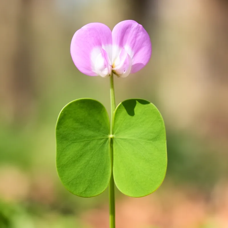 two-lobed