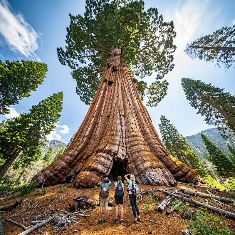 big tree